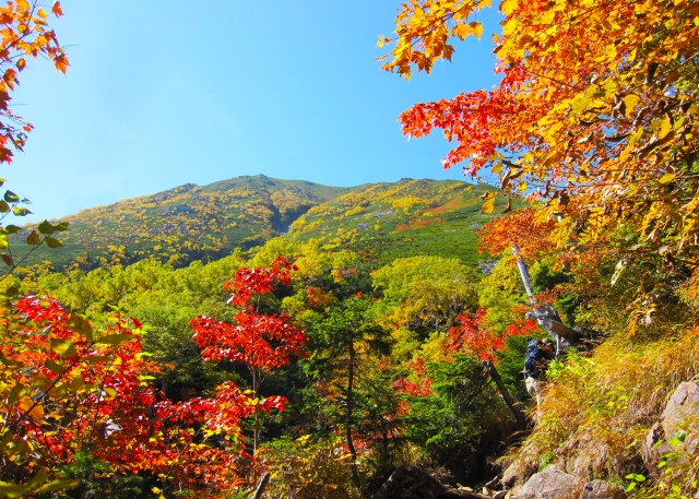 紅葉