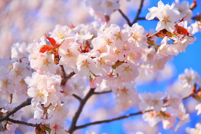 花見