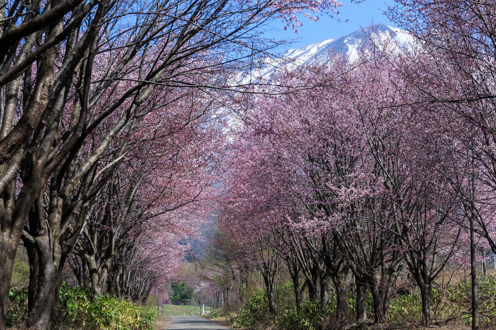 札幌の季節